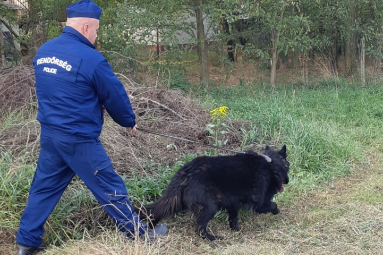 Simán lebuktatta a betörőt a rendőrkutya