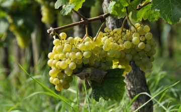 Több száz éves szőlőmagokból olvasták ki a franciaországi Champagne borvidék történetét